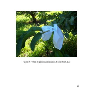 23
Figura 2. Frutos de goiabas ensacados. Fonte: Galli, J.A.
 