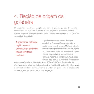 24
4. Região de origem da
goiabeira
Os seres vivos mantêm por gerações uma memória genética que está diretamente
relacionada à sua região de origem. No cultivo de plantas, a memória genética
aparece em pequenas exigências nutricionais, de resistência a pragas e doenças e/ou
necessidade de umidade.
A goiabeira tem como centro de origem
provável as Américas Central e do Sul, na
região compreendida entre o México e o Brasil,
encontra-se amplamente distribuída nas regiões
tropicais e subtropicais. Por ser nativa de região
tropical desenvolve-se bem em todo o
território nacional. A temperatura média ideal
varia de 23 a 28ºC. A pluviosidade não deve ser
inferior a 600 mm/ano, com o ideal entre 1.000 e 1.800 mm. Exige insolação
abundante, suporta bem umidade relativa do ar de até 40%, porém não tolera geada
e temperaturas abaixo de 4ºC. Desenvolve-se bem em quase todos os tipos de solo,
com exceção dos solos encharcados e alagadiços.
Agoiabeiraénativade
regiãotropical
desenvolve-sebemem
todooterritório
nacional.
 