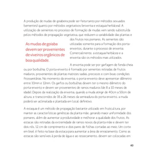 40
A produção de mudas de goiabeira pode ser feita tanto por métodos sexuados
(sementes) quanto por métodos vegetativos (enxertia e estaquia herbácea). A
utilização de sementes no processo de formação de mudas vem sendo substituída
pelos métodos de propagação vegetativa, que reduzem a variabilidade das plantas e
dos frutos nos pomares. As sementes são
utilizadas somente para a formação dos porta-
enxertos, durante o processo de enxertia.
Comercialmente, a estaquia herbácea e a
enxertia são os métodos mais utilizados.
A enxertia pode ser por garfagem de fenda cheia
ou por borbulhia. O porta-enxerto é formado por sementes retiradas de frutos
maduros, provenientes de plantas matrizes sadias, precoces e com boas condições
fitossanitárias. No momento da enxertia, o porta-enxerto deve apresentar diâmetro
entre 10mm e 12mm. Os garfos ou borbulhas devem ter o mesmo diâmetro do
porta-enxerto e devem ser provenientes de ramos maduros (de 8 a 10 meses de
idade). Depois da realização da enxertia, quando a muda atingir de 40cm a 50cm de
altura, e transcorridos de 18 a 26 meses da semeadura do porta-enxerto, a muda
poderá ser aclimatada e plantada em local definitivo.
A estaquia é um método de propagação bastante utilizado em fruticultura, por
manter as características genéticas da planta-mãe, gerando maior uniformidade dos
pomares, além de aumentar a produtividade e melhorar a qualidade dos frutos. As
estacas são retiradas da extremidade de ramos novos da planta-mãe e devem ter
dois nós, 12 cm de comprimento e dois pares de folhas cortadas ao meio. Um corte
em bisel é feito na base da estaca para aumentar a área de enraizamento. Como as
estacas são sensíveis à perda de água e ao ressecamento, devem ser colocadas em
Asmudasdegoiaba
devemserprovenientes
deviveirosorgânicosde
boaqualidade.
 