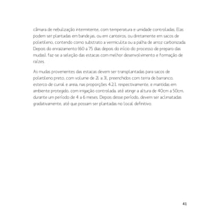 41
câmara de nebulização intermitente, com temperatura e umidade controladas. Elas
podem ser plantadas em bandejas, ou em canteiros, ou diretamente em sacos de
polietileno, contendo como substrato a vermiculita ou a palha de arroz carbonizada.
Depois do enraizamento (60 a 75 dias depois do início do processo de preparo das
mudas), faz-se a seleção das estacas com melhor desenvolvimento e formação de
raízes.
As mudas provenientes das estacas devem ser transplantadas para sacos de
polietileno preto, com volume de 2l a 3l, preenchidos com terra de barranco,
esterco de curral e areia, nas proporções 4:2:1, respectivamente, e mantidas em
ambiente protegido, com irrigação controlada, até atingir a altura de 40cm a 50cm,
durante um período de 4 a 6 meses. Depois desse período, devem ser aclimatadas
gradativamente, até que possam ser plantadas no local definitivo.
 