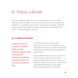 56
9. Tratos culturais
No cultivo de goiabas orgânicas há tratos culturais específicos, mas a maioria
assemelha-se aos realizados no cultivo convencional dessa cultura. A seguir serão
abordados os os seguintes tratos culturais: cobertura morta, irrigação, controle de
plantas espontâneas, podas de formação e produção, raleio e ensacamento de
frutos, e o manejo de pragas e doenças.
9.1.Coberturamorta
A cobertura do solo em fruteiras ganha
importância devido ao maior espaçamento que a
maioria delas apresenta, o que pode deixar grandes
áreas expostas, principalmente nos primeiros anos
de implantação.
Após o estabelecimento da cultura, a cobertura
morta (mulch) com palhas, folhas e outros
materiais vegetais pode ser excelente supressora
de plantas espontâneas, pois inibe o crescimento e
a germinação das sementes. A ação desses
materiais não é apenas física, mas também
Acoberturamorta
(mulch)compalhas,
folhase outros
materiaisvegetaispode
serexcelente
supressoradeplantas
espontâneas,alémde
controlaraerosãodo
solo.
 