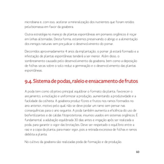 60
microbiana e, com isso, acelerar a mineralização dos nutrientes que foram retidos
pela biomassa em favor da goiabeira.
Outra estratégia no manejo de plantas espontâneas em pomares orgânicos é roçar
em linhas alternadas. Desta forma, estaremos preservando o abrigo e a alimentação
dos inimigos naturais sem prejudicar o desenvolvimento do pomar.
Decorridos aproximadamente 4 anos da implantação, o pomar já estará formado e a
infestação de plantas espontâneas tenderá a ser menor. Além disso, o
sombreamento causado pelo desenvolvimento da goiabeira, bem como a deposição
de folhas secas sobre o solo reduz a germinação e o desenvolvimento das plantas
espontâneas.
9.4.Sistemadepodas,raleioeensacamentodefrutos
A poda tem como objetivo principal equilibrar o formato da planta, favorecer o
arejamento, a insolação e uniformizar a produção, aumentando a produtividade e a
facilidade da colheita. A goiabeira produz flores e frutos nos ramos formados no
ano anterior, motivo pelo qual não se deve podar um ramo sem pensar nas
consequências para o ano seguinte. A poda também aumenta a eficiência do uso de
biofertilizantes e de caldas fitoprotetoras, insumos usados em sistemas orgânicos. É
fundamental a adubação equilibrada 30 dias antes e irrigação após ser realizada a
poda, para garantir o vigor das brotações. Deve ser respeitado o equilíbrio entre a
raiz e a copa da planta, para maior vigor, pois a retirada excessiva de folhas e ramos
debilita a planta.
No cultivo da goiabeira são realizadas poda de formação e de produção.
 