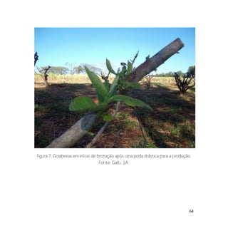 64
Figura 7. Goiabeiras em início de brotação após uma poda drástica para a produção.
Fonte: Galli, J.A.
 