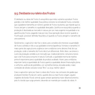 65
9.5.Desbasteouraleiodosfrutos
O desbaste ou raleio de frutos é uma prática que induz a planta a produzir frutos
grandes e de melhor qualidade. Essa prática consiste na retirada de frutos, evitando
que a goiabeira mantenha um número grande de frutos na planta, que impede que os
frutos atinjam o tamanho e a qualidade desejados. Justifica-se essa prática quando a
produção é destinada ao mercado in natura, por ser mais exigente na qualidade e na
aparência dos frutos, pagando mais por isso. Essa operação deve ocorrer quando a
frutificação já estiver definida. Na prática, é quando os frutos atingem o tamanho de
uma azeitona.
Geralmente, o agricultor não faz o raleio, pois considera de interesse a quantidade
de frutos colhidos e não a sua qualidade externa (aparência, formato e tamanho). A
maior parte dos agricultores orgânicos tem a indústria como destino final de sua
produção, onde o tamanho do fruto não é um diferencial. Além disso, vai onerar o
custo da produção vendida a um mercado que, tradicionalmente, remunera menos
que o do fruto para consumo in natura. Contudo, a qualidade interna da matéria
prima é importante para a qualidade do produto acabado. Assim, para a indústria,
importam tanto a quantidade de frutos quanto a qualidade desses (maturação plena
e uniforme, ausência de podridões, cor vermelha intensa, elevada acidez, maior
conteúdo de sólidos solúveis totais “Brix”, ou seja, melhor sabor).
Caso o agricultor opte por fazer o raleio dos frutos, nas cultivares de goiaba que
produzem botões florais em cacho, quando dois ou mais frutos vingam, aquele
originário do botão floral central quase sempre apresenta maior desenvolvimento,
pois é o botão que surge primeiro, devendo ser mantido por ocasião do raleio. A
 