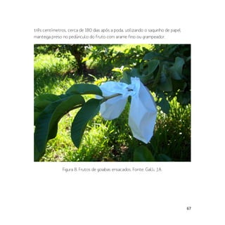 67
três centímetros, cerca de 180 dias após a poda, utilizando o saquinho de papel
manteiga preso no pedúnculo do fruto com arame fino ou grampeador.
Figura 8. Frutos de goiabas ensacados. Fonte: Galli, J.A.
 