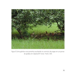 72
Figura 9. Uma galinha e seus pintinhos auxiliando no controle de pragas em um pomar
de goiabas em Itápolis/SP. Fonte: Tivelli, S.W.
 