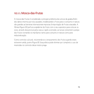 73
10.1.1.Mosca-das-frutas
A mosca-das-frutas é considerada o principal problema da cultura da goiaba.Além
dos danos internos por ela causados, inviabilizando o fruto para o consumo in natura,
são grandes as barreiras internacionais impostas à importação de frutas atacadas. A
fêmea (Figura 10) perfura a epiderme do fruto com o seu ovipositor para colocar os
ovos, através da punctura pela casca, e após a eclosão, as larvas consomem a polpa
dos frutos tornando-os impróprios tanto para consumo in natura como para
industrialização.
Como controle cultural, recomenda-se o ensacamento dos frutos quando esses
estiverem ainda jovens (Figura 8). Essa prática pode eliminar por completo o uso de
inseticidas no controle desse inseto-praga.
 