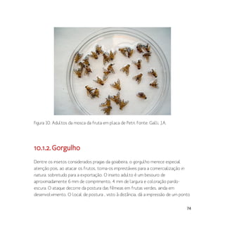 74
Figura 10. Adultos da mosca da fruta em placa de Petri. Fonte: Galli, J.A.
10.1.2.Gorgulho
Dentre os insetos considerados pragas da goiabeira, o gorgulho merece especial
atenção pois, ao atacar os frutos, torna-os imprestáveis para a comercialização in
natura, sobretudo para a exportação. O inseto adulto é um besouro de
aproximadamente 6 mm de comprimento, 4 mm de largura e coloração pardo-
escura. O ataque decorre da postura das fêmeas em frutas verdes, ainda em
desenvolvimento. O local de postura , visto à distância, dá a impressão de um ponto
 