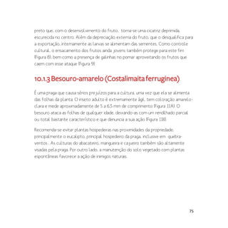 75
preto que, com o desenvolvimento do fruto, torna-se uma cicatriz deprimida,
escurecida no centro. Além da depreciação externa do fruto, que o desqualifica para
a exportação, internamente as larvas se alimentam das sementes. Como controle
cultural, o ensacamento dos frutos ainda jovens também protege para este fim
(Figura 8), bem como a presença de galinhas no pomar aproveitando os frutos que
caem com esse ataque (Figura 9).
10.1.3Besouro-amarelo(Costalimaitaferruginea)
É uma praga que causa sérios prejuízos para a cultura, uma vez que ela se alimenta
das folhas da planta. O inseto adulto é extremamente ágil, tem coloração amarelo-
clara e mede aproximadamente de 5 a 6,5 mm de comprimento (Figura 11A). O
besouro ataca as folhas de qualquer idade, deixando-as com um rendilhado parcial
ou total bastante característico e que denuncia a sua ação (Figura 11B).
Recomenda-se evitar plantas hospedeiras nas proximidades da propriedade,
principalmente o eucalipto, principal hospedeiro da praga, inclusive em quebra-
ventos . As culturas do abacateiro, mangueira e cajueiro também são altamente
visadas pela praga. Por outro lado, a manutenção do solo vegetado com plantas
espontâneas favorece a ação de inimigos naturais.
 