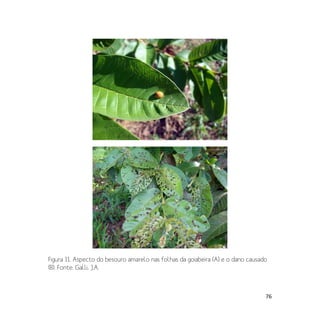 76
Figura 11. Aspecto do besouro amarelo nas folhas da goiabeira (A) e o dano causado
(B). Fonte: Galli, J.A.
 
