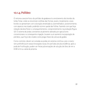 77
10.1.4.Psilídeo
O sintoma característico do psilídeo da goiabeira é o enrolamento dos bordos do
limbo foliar, onde se encontram colônias das formas jovens. Inicialmente, esses
bordos se apresentam com coloração amarelada ou avermelhada e, posteriormente,
com aspecto necrosado, podendo ocorrer queda das folhas, fazendo com que haja
redução da área foliar e, consequentemente, comprometimento na produção (Figura
12). O sistema de podas constantes atualmente adotado por agricultores
convencionais e a consequente irrigação, levaram a um aumento na população de
psilídeos, que hoje são citados como praga-chave da cultura da goiaba.
Como controle, devem ser evitadas as podas em sistema contínuo, pois o inseto
tem preferência em atacar brotações novas. Em períodos de alta incidência, após a
poda de frutificação, podem ser feitas pulverizações de solução de óleo de nim a
0,5% (v/v) ou calda de pimenta.
 