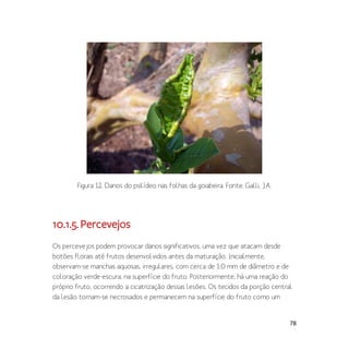 78
Figura 12. Danos do psilídeo nas folhas da goiabeira. Fonte: Galli, J.A.
10.1.5.Percevejos
Os percevejos podem provocar danos significativos, uma vez que atacam desde
botões florais até frutos desenvolvidos antes da maturação. Inicialmente,
observam-se manchas aquosas, irregulares, com cerca de 1,0 mm de diâmetro e de
coloração verde-escura, na superfície do fruto. Posteriormente, há uma reação do
próprio fruto, ocorrendo a cicatrização dessas lesões. Os tecidos da porção central
da lesão tornam-se necrosados e permanecem na superfície do fruto como um
 