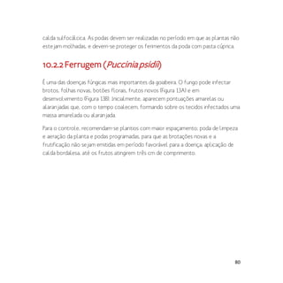 80
calda sulfocálcica. As podas devem ser realizadas no período em que as plantas não
estejam molhadas, e devem-se proteger os ferimentos da poda com pasta cúprica.
10.2.2Ferrugem(Pucciniapsidii)
É uma das doenças fúngicas mais importantes da goiabeira. O fungo pode infectar
brotos, folhas novas, botões florais, frutos novos (Figura 13A) e em
desenvolvimento (Figura 13B). Inicialmente, aparecem pontuações amarelas ou
alaranjadas que, com o tempo coalecem, formando sobre os tecidos infectados uma
massa amarelada ou alaranjada.
Para o controle, recomendam-se plantios com maior espaçamento; poda de limpeza
e aeração da planta e podas programadas, para que as brotações novas e a
frutificação não sejam emitidas em período favorável para a doença; aplicação de
calda bordalesa, até os frutos atingirem três cm de comprimento.
 