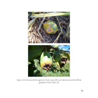 81
Figura 13. Sintomas de ferrugem em fruto novo (A) e em desenvolvimento (B) da
goiabeira. Fonte: Galli, J.A.
 