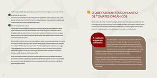 20 21
Confirmadaaaptidãodapropriedadeparaocultivodetomatesorgânicos,temosdeverificar:
Aaptidãodoagricultor
Istomesmo,provavelmentevocêconheçapessoasquepodemcultivarqualquercoisa,queas
plantassemprecrescemdireitinho.Jáparaoutraspessoas,pormaisquetomemcuidado,nada
vaiparafrente.Issosechamaaptidãodoagricultor.
Asnecessidadesdacultura
Paraproduzirtomatesorgânicos,oagricultorprecisaanteciparasnecessidadesdacultura,
sejamambiental,nutricional,fitossanitáriaeoudemanejo.Emgeral,omanejodacultura
(irrigação,desbrota,tutoramento,entreoutros)precisaserrealizadonomomentoemquea
plantanecessitaenãoquandooagricultorpoderealizar.Nãorespeitarisso,éumpassocerto
rumoaoinsucessodocultivo.
Atenderàdemandadaculturadetomatesorgânicosrequerumagrandequantidadederecursos
humanos,emtodasasfasesdocultivo.Porisso,dimensionarotamanhodaáreaaserplantada
comadisponibilidadedepessoasparacuidaréfundamental.Emgeral,cadapessoaconsegue
cuidaradequadamentede3a5milplantasporsafraemcultivonocampo.Paraocultivode
minitomateorgânicoemestufa,osrelatosqueconhecemosdãocontadequeumapessoa
conseguecuidardeapenasmilplantasporsafra.
Então,parasabersepodemosproduzirtomatesorgânicosnumapropriedadeénecessário
previamenteverificaraaptidãodapropriedade,identificandoajaneladecultivoeasatividades
queacontecemnaspropriedadesdoentorno,nesteperíodo,alémdeconheceraaptidãodo
agricultorparaocultivo.
O QUE FAZER ANTES DO PLANTIO
DE TOMATES ORGÂNICOS
Antes mesmo de semear o tomateiro, o agricultor precisa tomar algumas providências. Para
isto, o agricultor precisa conhecer primeiro a região de origem do tomateiro. Depois, iremos
tratar de pequenos detalhes que fazem toda a diferença no manejo orgânico dessa cultura,
como a formação de quebra-vento, análise química do solo e nutrição do solo.
20 21
No cultivo orgânico, uma das primeiras coisas que devemos
procurar saber é a região de origem da cultura que iremos
plantar para conhecer as condições ambientais do local. Os
seres vivos mantêm por gerações uma memória genética que
está diretamente relacionada à sua região de origem. No cultivo
de plantas, a memória genética aparece em pequenas exigências nutricionais, de
resistência a pragas e doenças e ou necessidade de umidade.
Para entender essa memória genética no cultivo de tomates orgânicos, observe
a Figura 1. Ela traz a imagem de satélite da América do Sul. Podemos identificar a
Cordilheira dos Andes, do Chile à Colômbia, passando pela Bolívia, Peru e Equador,
que estão numa cor mais clara. A cor corresponde exatamente ao clima de deserto
dessa região.
A região de
origem do
tomateiro
 