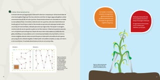 28 29
Coletar diversas amostras
A amostra de solo que seguirá para o laboratório deve ser composta por várias amostradas de
uma mesma gleba (Figura 4). Para isso, devemos caminhar em zigue-zague pela gleba e coletar
uma amostra de solo de cerca de 15 pontos. Essas amostras devem ser colocadas em um balde
ou saco plástico limpo. Concluída a coleta do solo nos 15 pontos, todo esse material deve ser
levado para um local limpo e coberto. Recomenda-se que esse solo seja esparramado sobre
um jornal, em local ventilado, e deixado para secar por alguns dias. Para ajudar na secagem,
revolva o solo de vez em quando e quebre os torrões maiores. O ideal seria peneirar esse solo
com uma peneira para areia grossa. Depois de secas e bem misturadas as 15 coletas de uma
gleba, identifique um saco plástico com o nome da propriedade e do proprietário, nome ou
número da gleba, data de coleta e encaminhe para um laboratório de análise de solo apenas
400-500g do solo coletado da gleba. O ideal é pedir uma análise completa, ou seja, com macro
e micronutrientes. O resultado deverá estar pronto em cerca de 30 dias.
28 29
Amostra 1 Amostra 2
Figura 4. Esquema
de caminhamento
em zigue-zague
em duas glebas de
uma propriedade,
incluindo coleta
de amostras de
solo para a análise
química. (Fonte: Tom
Ribeiro/CATI)
Figura 5. Planta doente pela
adubação desequilibrada.
(Fonte: Tom Ribeiro/CATI)
Adubação desequilibrada
torna a planta sensível ao
ataque de pragas e doenças.
Os agrotóxicos funcionam
como muletas para
viabilizar a produção.
Ao receber o resultado,
consulte um engenheiro
agrônomo que tenha
preferencialmente uma
formação em agricultura
orgânica (Figura 5).
 