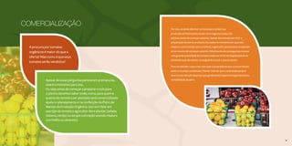 32 3333
COMERCIALIZAÇÃO
A procura por tomates
orgânicos é maior do que a
oferta? Mas como é que seus
tomates serão vendidos?
Apesar de essas perguntas parecerem prematuras,
este é o momento para isto.
Ou seja, antes de começar a preparar o solo para
o plantio devemos saber onde, como, para quem e
quanto do tomate a ser plantado será comercializado
ajuda no planejamento e na confecção do Plano de
Manejo da Produção Orgânica. Isso sem falar em
que tipo de tomate o agricultor deve plantar (salada,
italiano, cereja) ou de que coloração quando maduro
(vermelho ou amarelo).
Por isso, se ainda não tiver um local para vender sua
produção, primeiro procure por um e negocie o preço do
produto antes de começar a plantar. Apesar de o tomate permitir a
preparação de outros produtos derivados no momento em que está
maduro, como tomate seco e molhos, o agricultor precisa estar preparado
antes mesmo de começar o plantio. Dificilmente ele conseguirá processar
uma grande quantidade de tomates maduros na forma exigida pela lei no
momento que não estiver conseguindo escoar o que produziu.
Procure atender o que o seu mercado (compradores e/ou consumidores)
pediu e no preço combinado. Plantar mais do que o contratado poderá
levar a uma redução do preço que geralmente impactará negativamente a
rentabilidade da safra.
SylviaWachsner
32
 