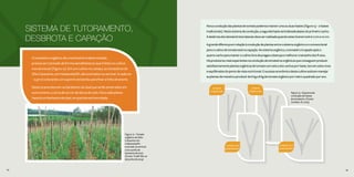 54 55
Paraaconduçãodasplantasdetomatepodemosmanterumaouduashastes(Figura13–2hastes
tradicionais).Nestesistemadecondução,asegundahasteserádeixadaabaixodoprimeirocacho.
Adesbrotadosdemaisbrotoslateraisdeveserrealizadaquandoestestiverementre7cme10cm.
Agrandediferençaemrelaçãoàconduçãodeplantasentreosistemaorgânicoeoconvencional
paraocultivodetomateestánacapação.Nosistemaorgânico,otomateiroécapadoapóso
quartocachoparamanterocultivolivredepragasedoençasemelhorarotamanhodosfrutos.
Háprodutoresmaisexperientesnaconduçãodetomateirosorgânicosqueconseguemproduzir
satisfatoriamenteplantasorgânicasdetomatecomseisaoitocachosporhaste,istoemsolosvivos
eequilibradosdopontodevistanutricional.Osucessoeconômicodestecultivoestáemmanejar
asplantasdemaneiraaproduzirde6kga8kgdetomateorgânicopormetroquadradoporano.
Figura 13 - Esquema de
condução de hastes
de tomateiro. (Fonte:
Candian JS, 2015)
54 55
Figura 12 - Tomate
orgânico do Sítio
Catavento em
Indaiatuba/SP,
tutorado na vertical
com auxílio de
barbante de sisal.
(Fonte: Tivelli SW, 20
de junho de 2013)
O tomateiro orgânico de crescimento indeterminado
precisa ser tutorado de forma semelhante ao que é feito no cultivo
convencional (Figura 12). Em um cultivo no campo, os tomateiros do
Sítio Catavento, em Indaiatuba/SP, são tutorados na vertical. A cada 2m
– 2,5m é colocando um suporte de bambu para fixar a linha de arame.
Deste arame descem os barbantes de sisal que serão amarrados em
outro arame, a cerca de 20 cm de altura do solo. Para cada planta
haverá um barbante de sisal, no qual ela será enrolada.
2 hastes
tradicionais
2 hastes com
poda baixeira
3 hastes
tradicionais
4 hastes com
poda baixeira
SISTEMA DE TUTORAMENTO,
DESBROTA E CAPAÇÃO
 