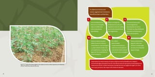 58 59
Uma camada de cerca
de 8 cm-10 cm de palha
reduz a incidência da
maioria das plantas
espontâneas;
1 2
Reduz a oscilação de
temperatura no solo, em
especial no início do cultivo,
que é muito prejudicial aos
microrganismos;
3
Servede alimentopara
osmicrorganismos
decompositorescomoo
Trichoderma,disponibilizando
partedosnutrientesparao
cultivodotomateiro;
Reduz os danos causados
pelas chuvas em cultivos a
campo aberto, como da Figura
14, seja evitando erosão, mas
principalmente, o respingo da
água com terra nas folhas do
jovem tomateiro;
4 5
Por refletir
determinados
comprimentos de luz, a
cobertura morta ajuda no
controle de insetos vetores
de viroses, como os pulgões;
6
Reduz a demanda de
água do cultivo por
diminuir a evaporação
do solo, economizando
água e energia.
A cobertura morta com
restos vegetais tem inúmeros
benefícios bem conhecidos:
Importante! Ao mesmo tempo em que a cobertura morta é benéfica em relação à
economia de água, ela pode se tornar uma vilã nos anos em que temos chuvas atípicas nos
meses secos do ano. Lembre-se de que o tomate tem em sua região de origem um clima
seco e que, portanto, não requer solo úmido em demasia.
58 59
Figura 15 - Cultivo de tomate orgânico com cobertura morta no Sítio Catavento, em Indaiatuba.
(Fonte: Tivelli SW, 20 de junho de 2013)
 