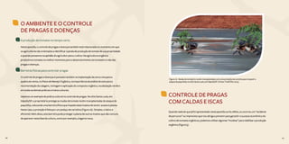 66 67
O AMBIENTE E O CONTROLE
DE PRAGAS E DOENÇAS
A produção de tomates no tempo certo
Nesta apostila, o controle de pragas e doenças também está relacionado no momento em que
os agricultores são orientados a identificar a janela de produção de tomate de sua propriedade
e quando pensamos na aptidão do agricultor para o cultivo. Na agricultura orgânica
produzimos tomates no melhor momento para o desenvolvimento do tomateiro e não das
pragas e doenças.
Barreiras físicas para controlar pragas
O controle de pragas e doenças é pensado também na implantação da cerca-viva para a
quebra do vento, no Plano de Manejo Orgânico, na importância da análise de solo para a
recomendação da calagem, rochagem e aplicação do composto orgânico, na adubação verde e
em todas as demais práticas e tratos culturais.
Vejamos um exemplo de prática cultural no controle de pragas. No sítio Santa Luzia, em
Itápolis/SP, o proprietário protege as mudas de tomate recém-transplantadas do ataque de
paquinha, colocando uma barreira física que impede estes insetos de terem acesso à planta.
Neste caso, a proteção é feita por um pedaço de cartolina (Figura 16). Simples, criativo e
eficiente! Além disso, esta barreira pode proteger a planta de outros insetos que são comuns
de aparecer nesta fase da cultura, como por exemplo, a lagarta rosca.
CONTROLE DE PRAGAS
COM CALDAS E ISCAS
Quando nada do que já foi apresentado nesta apostila surtiu efeito, ou ocorreu um “acidente
de percurso” ou imprevisto que nos obriga a prevenir para garantir o sucesso econômico do
cultivo de tomates orgânicos, podemos utilizar algumas ”muletas” para viabilizar a produção
orgânica (Figura 5).
Figura 16 - Mudas de tomateiro recém-transplantadas com uma proteção de cartolina para impedir o
ataque de paquinhas no sítio Santa Luzia, em Itápolis/SP. (Fonte: Tivelli SW, 2014)
66 67
 