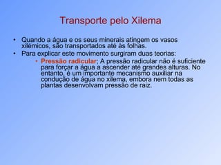 Transporte pelo Xilema Quando a água e os seus minerais atingem os vasos xilémicos, são transportados até às folhas. Para explicar este movimento surgiram duas teorias: Pressão radicular ; A pressão radicular não é suficiente para forçar a água a ascender até grandes alturas. No entanto, é um importante mecanismo auxiliar na condução de água no xilema, embora nem todas as plantas desenvolvam pressão de raiz.  