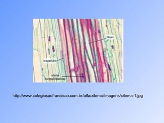 http://www.colegiosaofrancisco.com.br/alfa/xilema/imagens/xilema-1.jpg 
