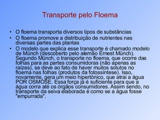 Transporte pelo Floema O floema transporta diversos tipos de substâncias O floema promove a distribuição de nutrientes nas diversas partes das plantas O modelo que explica esse transporte é chamado modelo de Münch (descoberto pelo alemão Ernest Münch). Segundo Münch, o transporte no floema, que ocorre das folhas para as partes consumidoras (não apenas as raízes), se deve ao fato de haver muitos solutos no floema nas folhas (produtos da fotossíntese). Isso, novamente, gera um meio hipertónico, que atrai a água POR OSMOSE. Essa força já é suficiente para que a água corra até os órgãos consumidores. Assim sendo, no transporte da seiva elaborada é como se a água fosse "empurrada".   