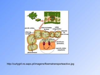 http://curlygirl.no.sapo.pt/imagens/floematransporteactivo.jpg 