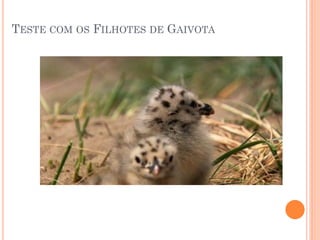 TESTE COM OS FILHOTES DE GAIVOTA
 