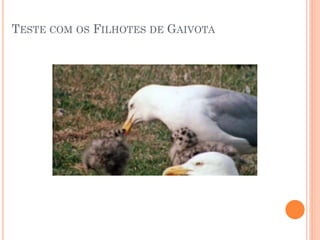 TESTE COM OS FILHOTES DE GAIVOTA
 