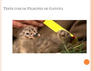 TESTE COM OS FILHOTES DE GAIVOTA
 