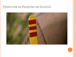TESTE COM OS FILHOTES DE GAIVOTA
 