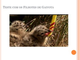 TESTE COM OS FILHOTES DE GAIVOTA
 