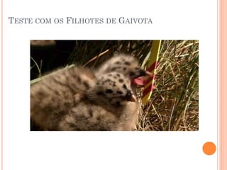 TESTE COM OS FILHOTES DE GAIVOTA
 