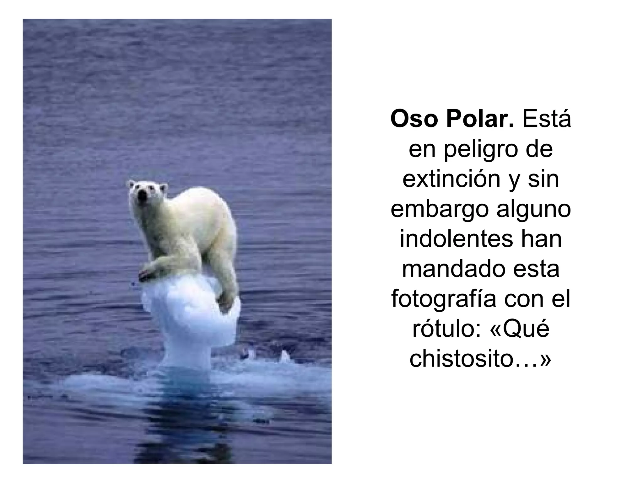 Oso Polar.  Está en peligro de extinción y sin embargo alguno indolentes han mandado esta fotografía con el rótulo: «Qué chistosito…» 