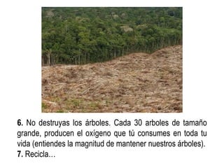 6.  No destruyas los árboles. Cada 30 arboles de tamaño grande, producen el oxígeno que tú consumes en toda tu vida (entiendes la magnitud de mantener nuestros árboles). 7.  Recicla…  