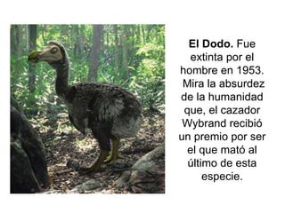 El Dodo.  Fue extinta por el hombre en 1953. Mira la absurdez de la humanidad que, el cazador Wybrand recibió un premio por ser el que mató al último de esta especie. 