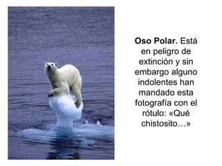 Oso Polar.  Está en peligro de extinción y sin embargo alguno indolentes han mandado esta fotografía con el rótulo: «Qué chistosito…» 