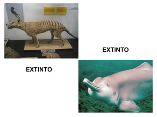 EXTINTO
EXTINTO

 