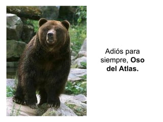 Adiós para
siempre, Oso
del Atlas.

 