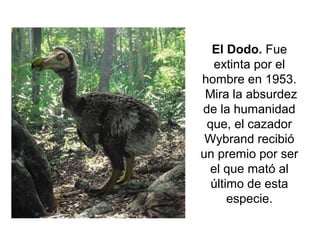 El Dodo. Fue
extinta por el
hombre en 1953.
Mira la absurdez
de la humanidad
que, el cazador
Wybrand recibió
un premio por ser
el que mató al
último de esta
especie.

 