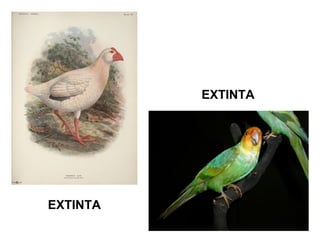 EXTINTA

EXTINTA

 