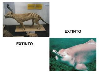 EXTINTO 
EXTINTO  