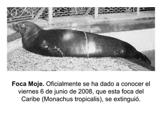 Foca Moje. Oficialmente se ha dado a conocer el viernes 6 de junio de 2008, que esta foca del Caribe (Monachus tropicalis), se extinguió.  
