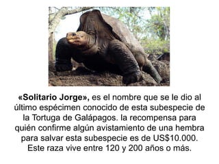 «Solitario Jorge», es el nombre que se le dio al último espécimen conocido de esta subespecie de la Tortuga de Galápagos. la recompensa para quién confirme algún avistamiento de una hembra para salvar esta subespecie es de US$10.000. Este raza vive entre 120 y 200 años o más.  