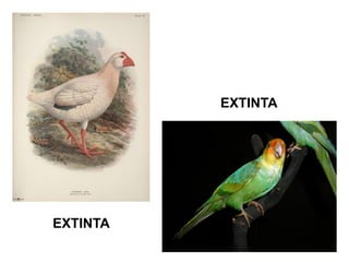 EXTINTA 
EXTINTA  