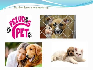 No abandones a tu mascota <3
 