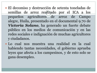  El decomiso y destrucción de setenta toneladas de
semillas de arroz realizado por el ICA a los
pequeños agricultores de arroz de Campo
alegre, Huila, presentado en el documental 9.70 de
Victoria Solano, ha generado un fuerte debate
público en los medios de comunicación y en las
redes sociales e indignación de muchas agricultores
y ciudadanos.
 Lo cual nos muestra una realidad en la cual
habiendo tantas necesidades, el gobierno aprueba
leyes que afecta a los campesinos, y de esto solo se
gana desempleo.
 