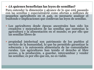  ¿A quienes benefician las leyes de semillas?
Para entender la dimensión y alcance de lo que está pasando
con las semillas y especialmente como afectan a millones de
pequeños agricultores en el país, es necesario analizar el
trasfondo e implicaciones que conllevan las leyes de semillas.
 Los agricultores desde épocas ancestrales han sido los
creadores y mejoradores de las semillas que sustentan la
agricultura y la alimentación en el mundo; es por ello que
las semillas libres de
 propiedad intelectual son patrimonio de los pueblos al
servicio de la humanidad, lo que ha permitido garantizar la
soberanía y la autonomía alimentaria de las comunidades
rurales. Los agricultores han tenido el derecho al libre
acceso, a la producción, a guardar, intercambiar y vender
las semillas; es por ello que sin, no es viable.
 