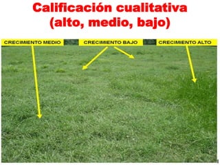 Calificación cualitativa
  (alto, medio, bajo)
 